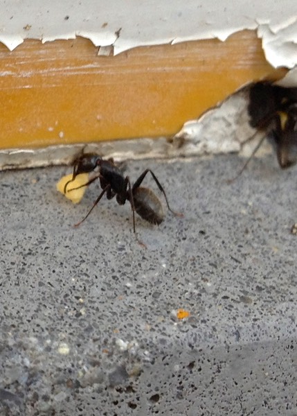 Carpenter Ants