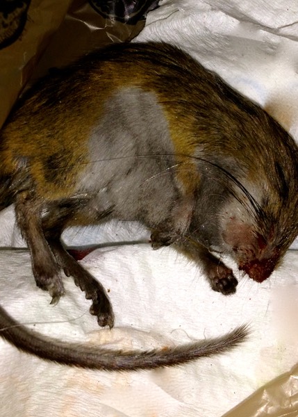 Deer Mouse