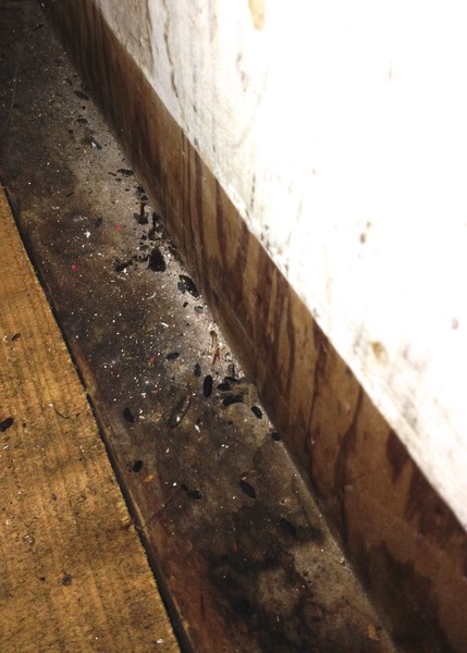 Mouse Droppings