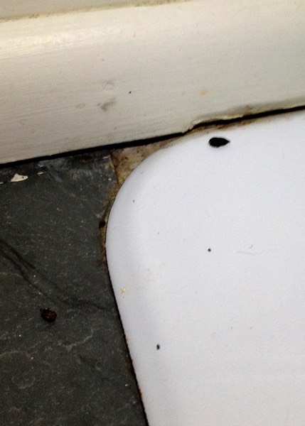 Mouse Droppings