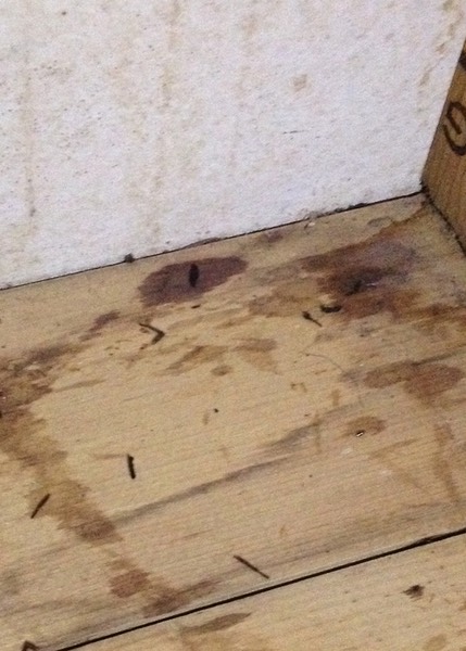 Mouse Droppings