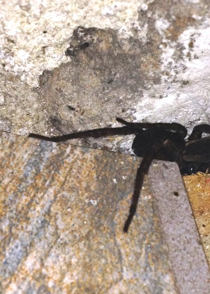 Dark Fishing Spider
