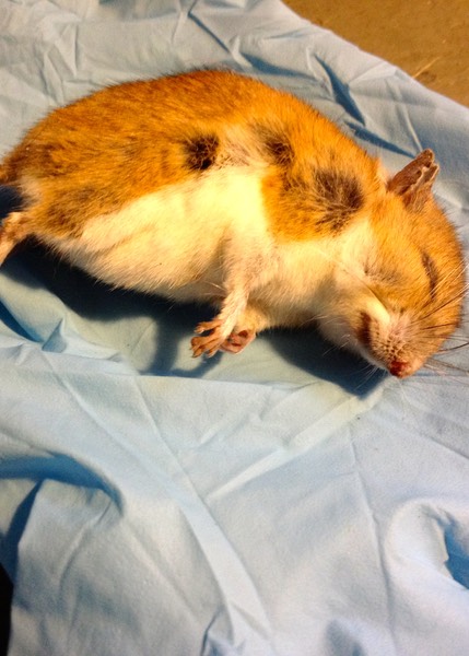 Deer Mouse