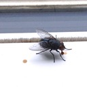 FLIES