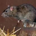 RATS